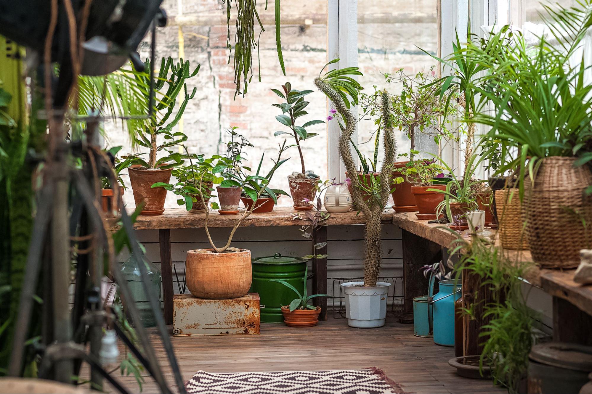 A variety of traditionally outdoor plants brought inside for overwintering.