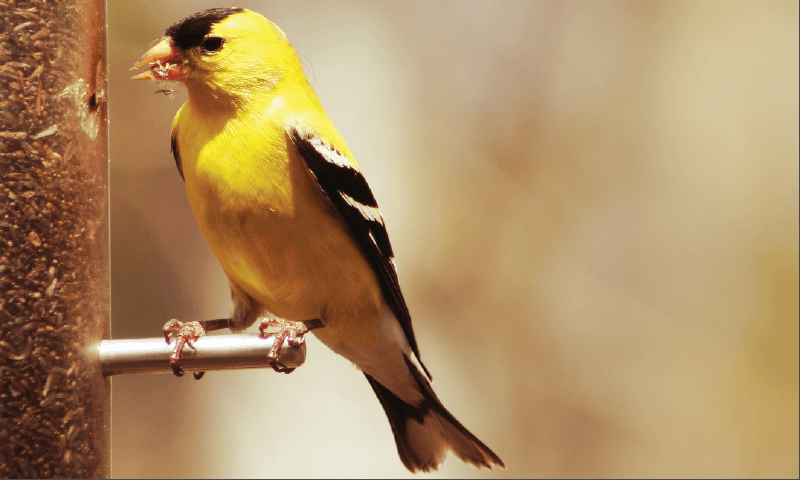 Songbird at feeder