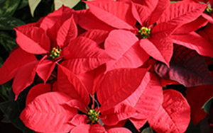 poinsettias for fundraising