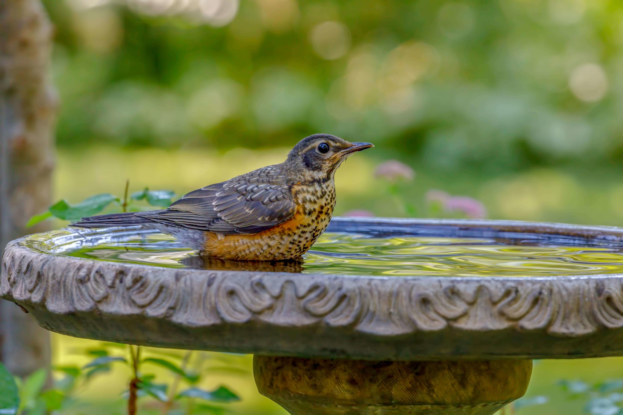 Bird sitting in bird bath