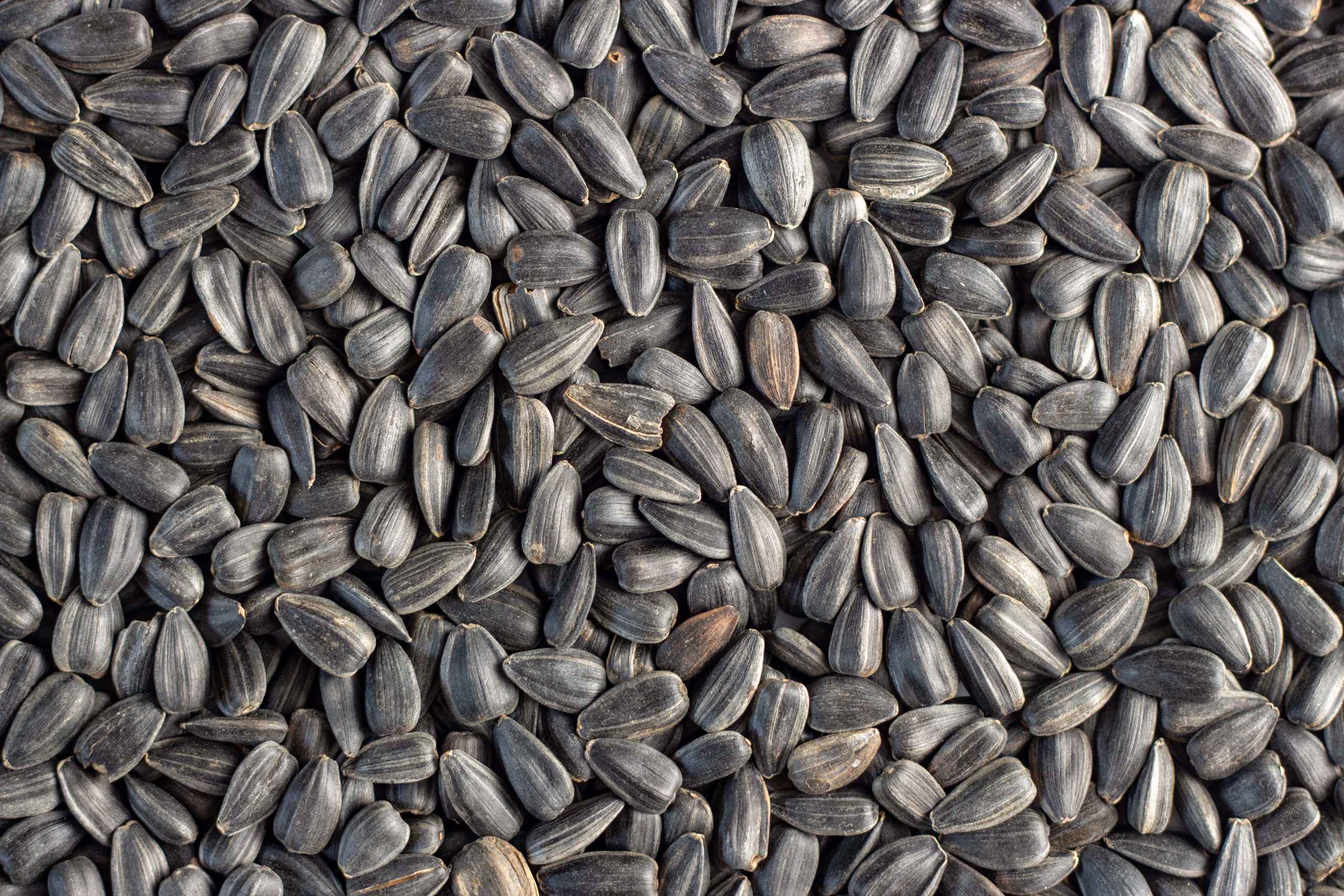 Sunflower seeds