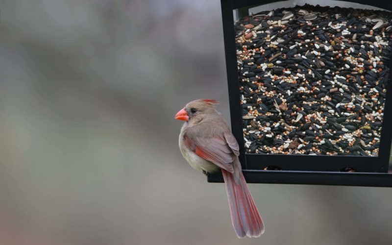 Bird perched on bird feeder