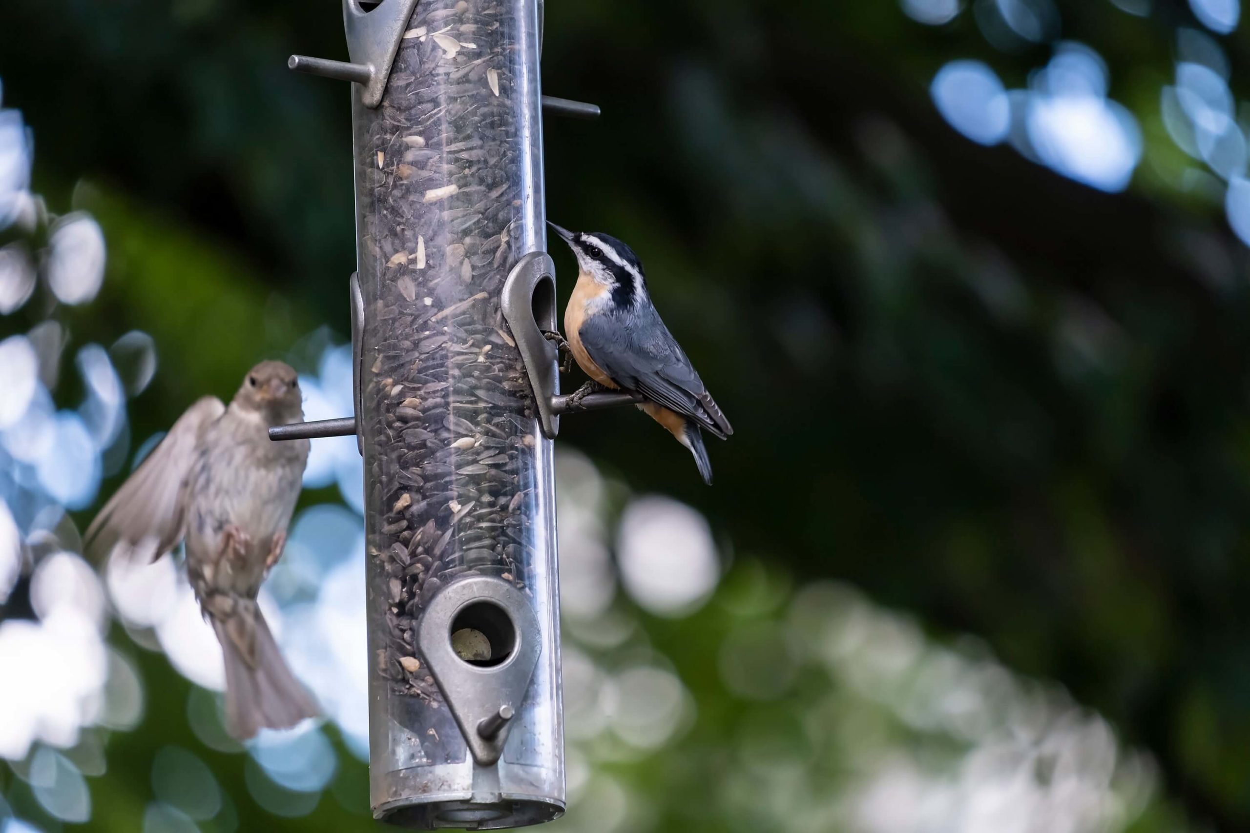 Tube bird feeder