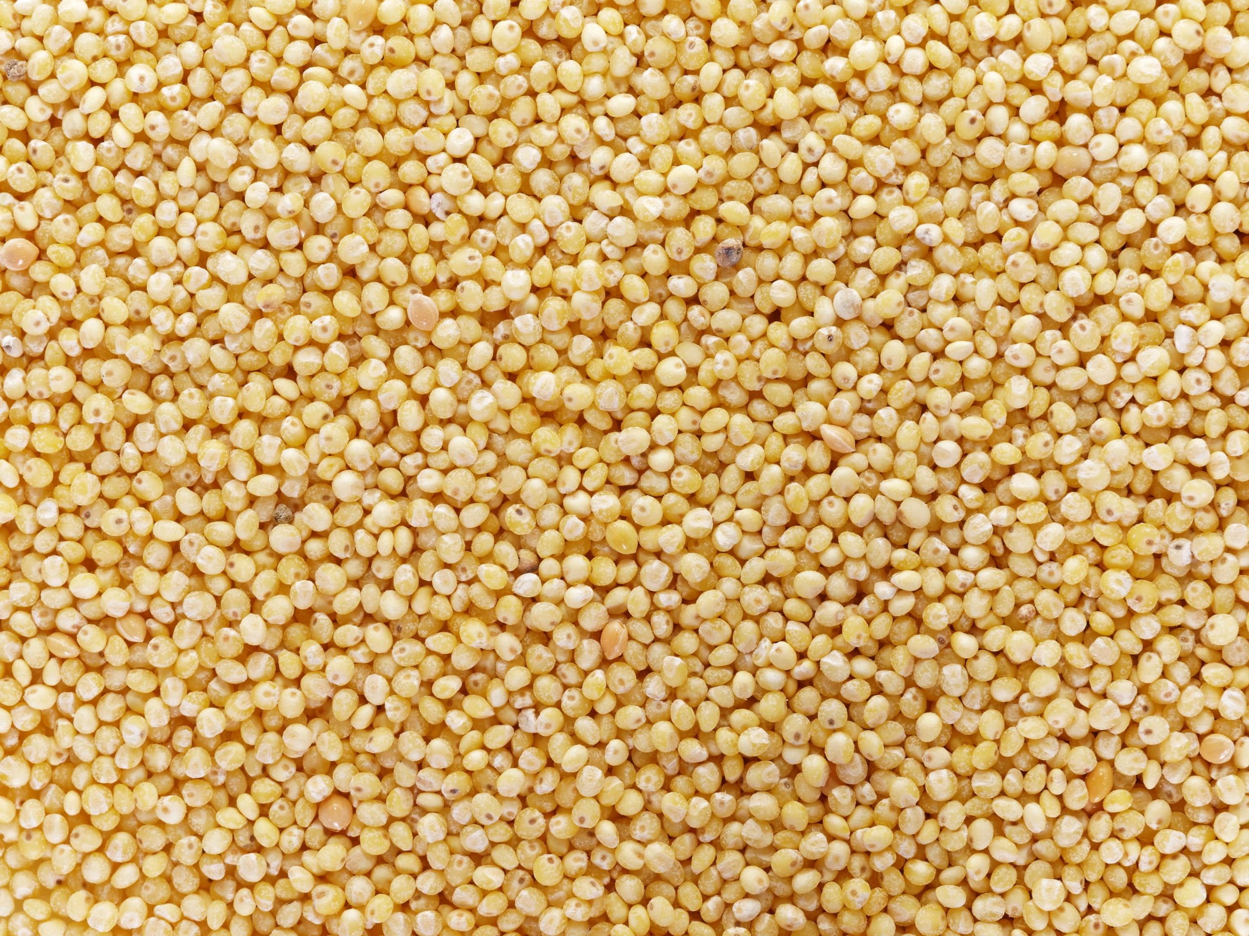 White proso millet bird seed