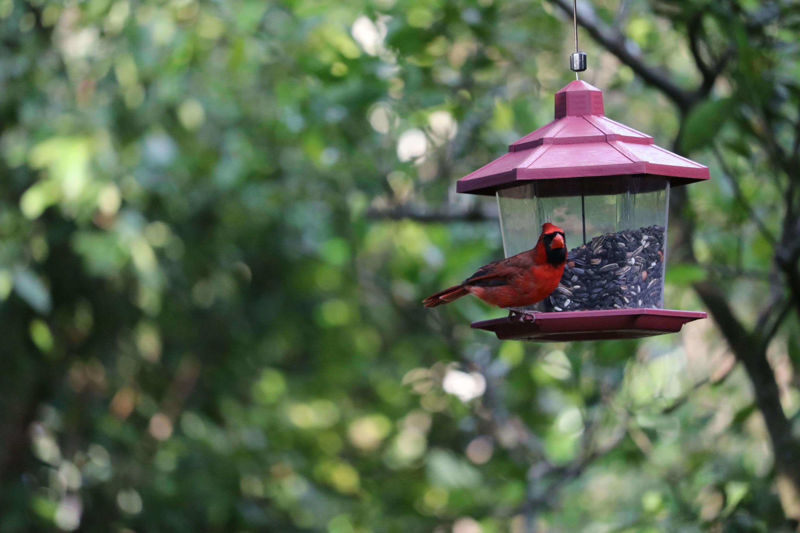 Hopper bird feeder