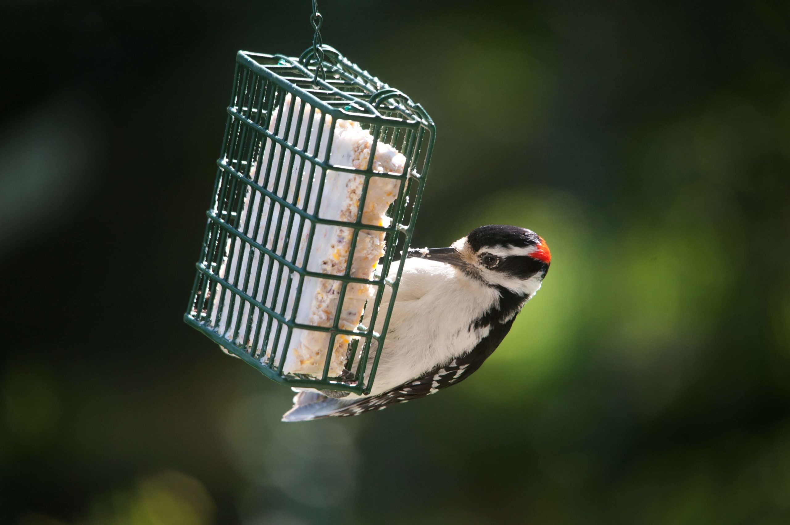 Suet bird feeder