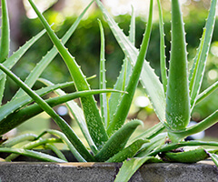 aloe vera plants