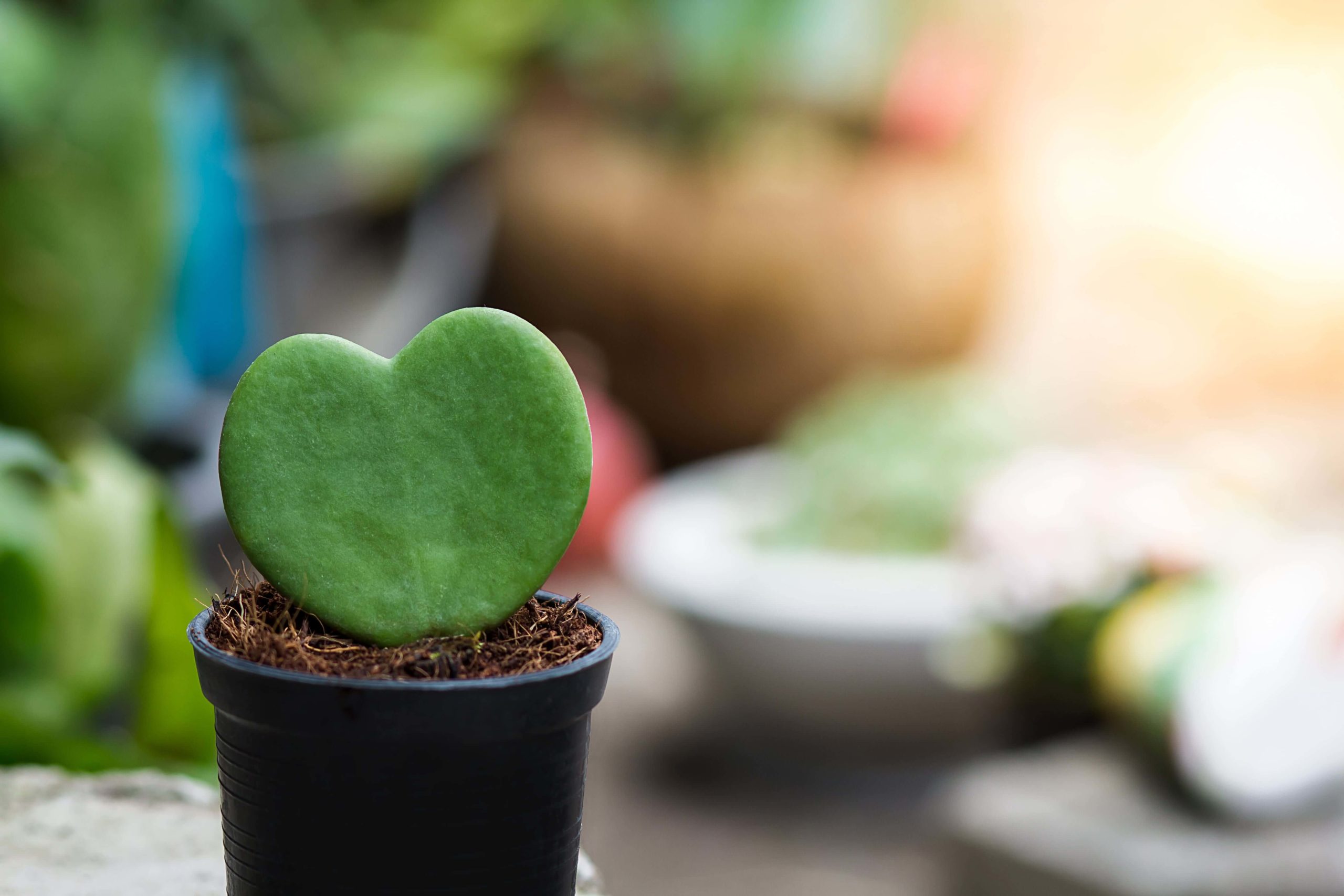 Potted Hoya heart succulent