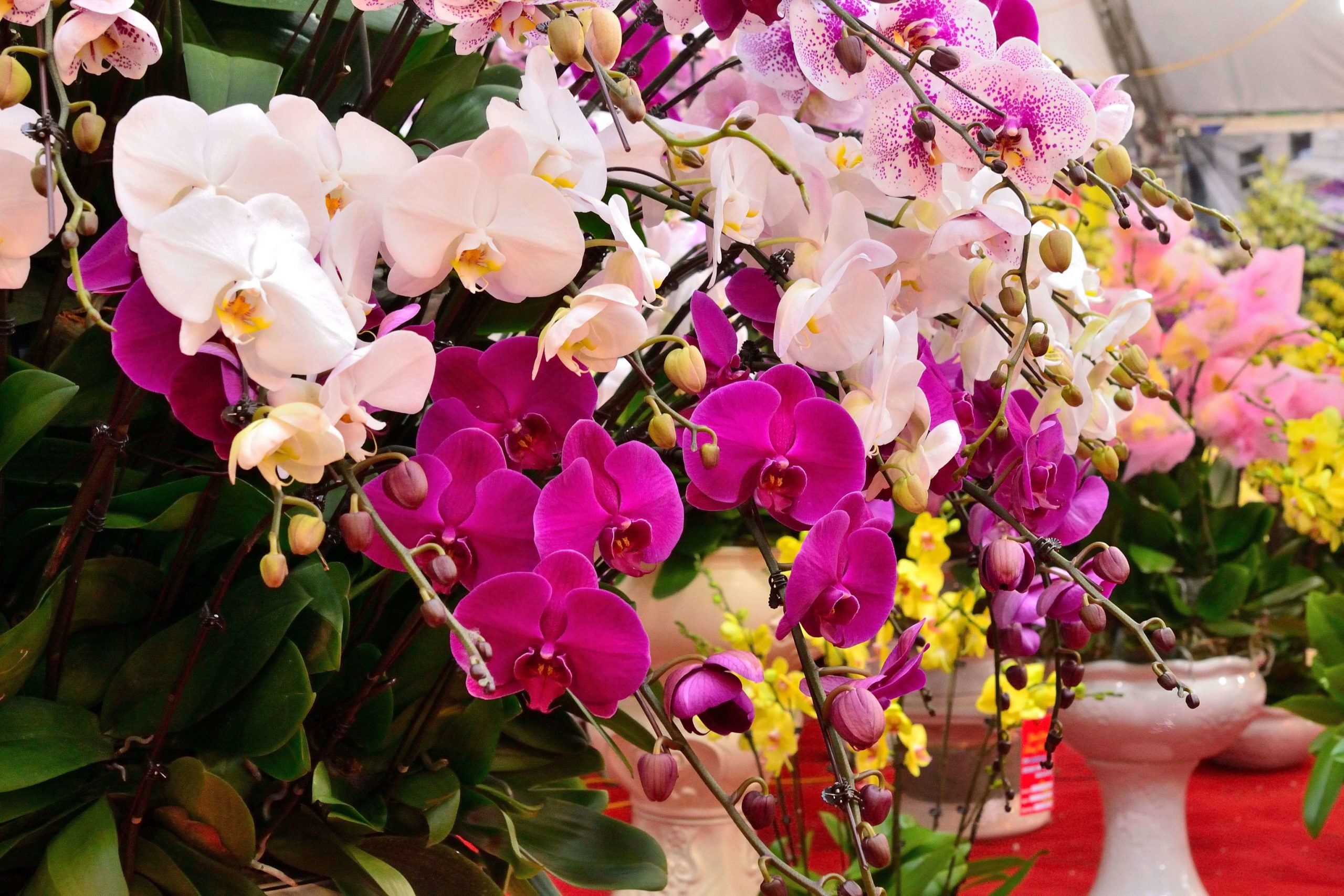 Colorful orchids