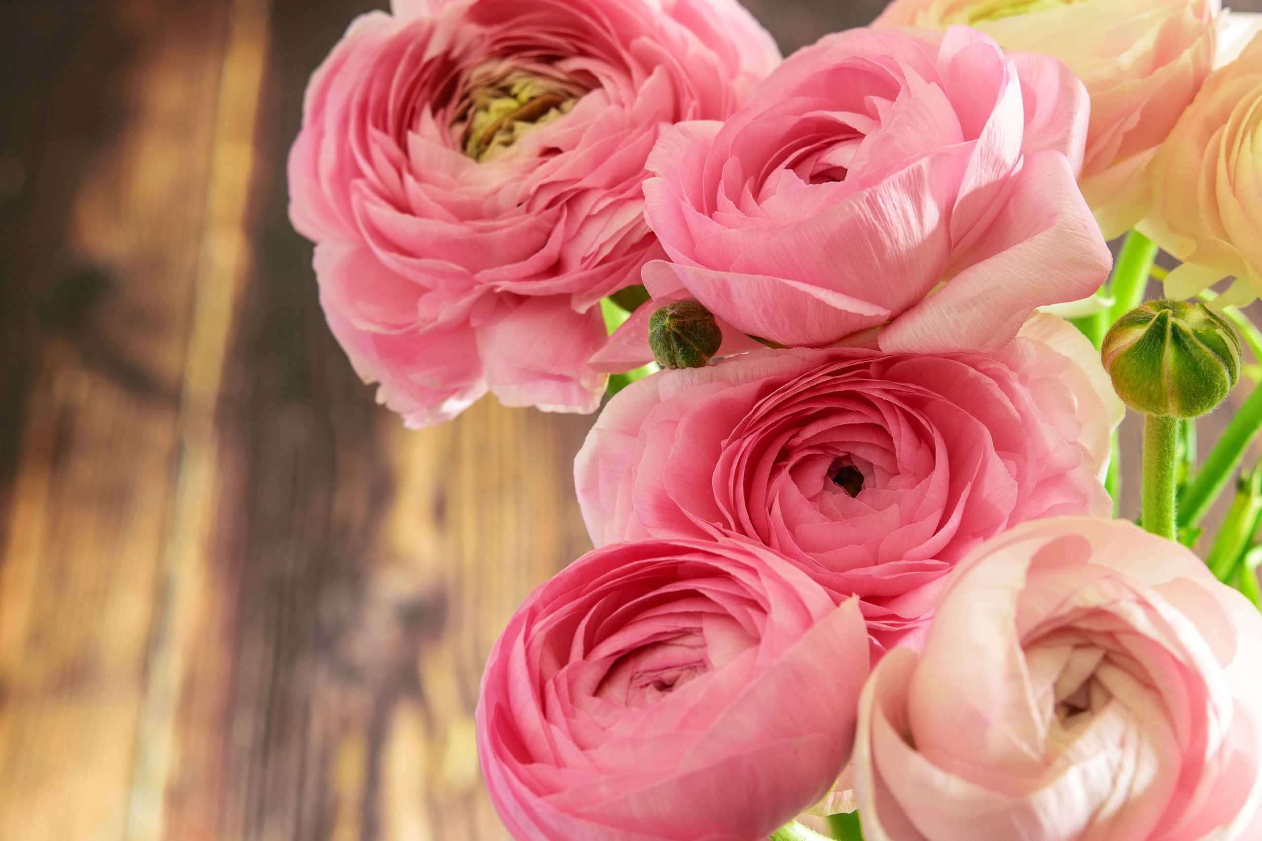 Light pink ranunculus