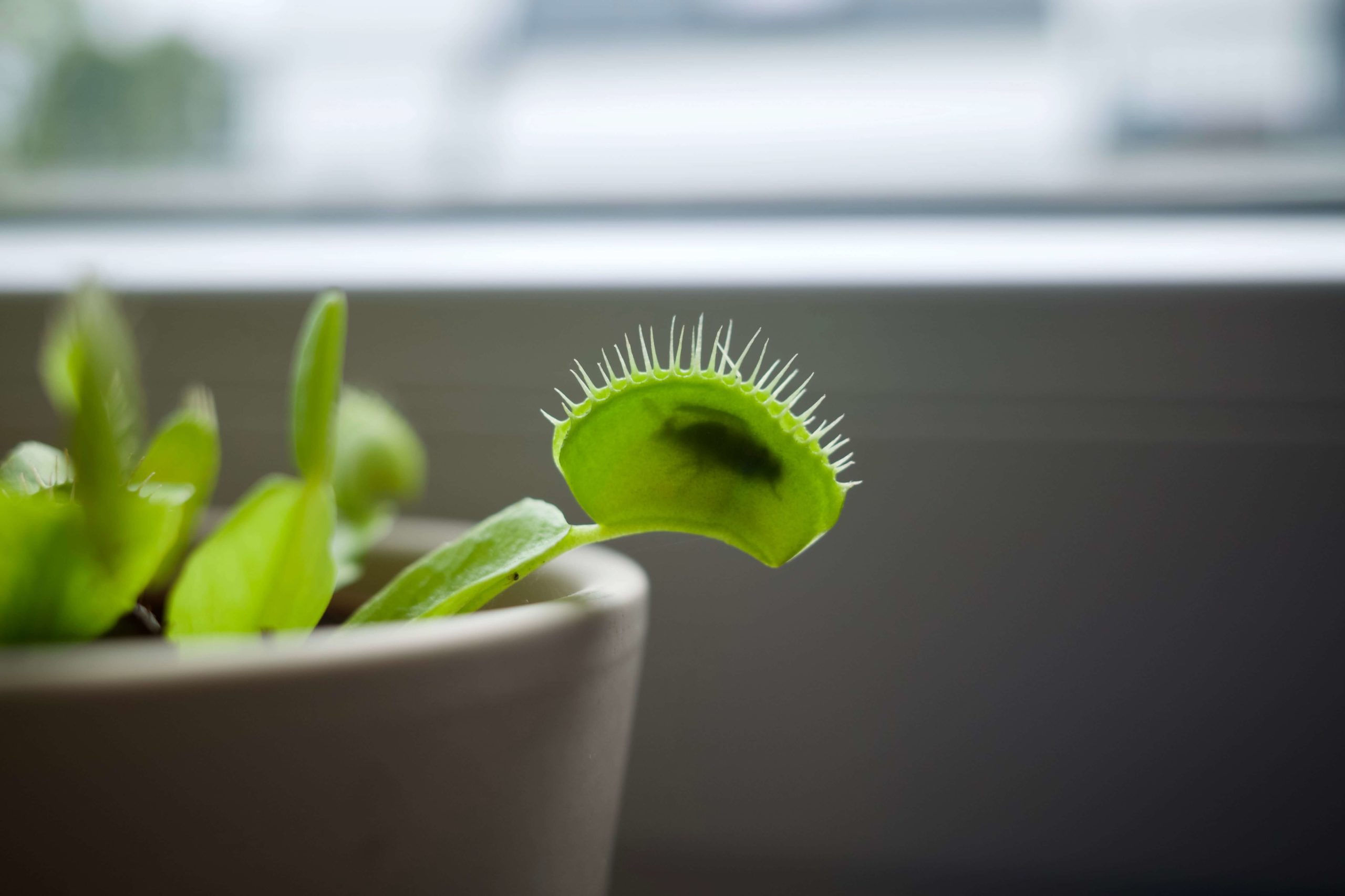 Potted Venus flytrap plant