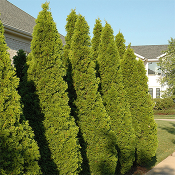 evergreen trees blue sky