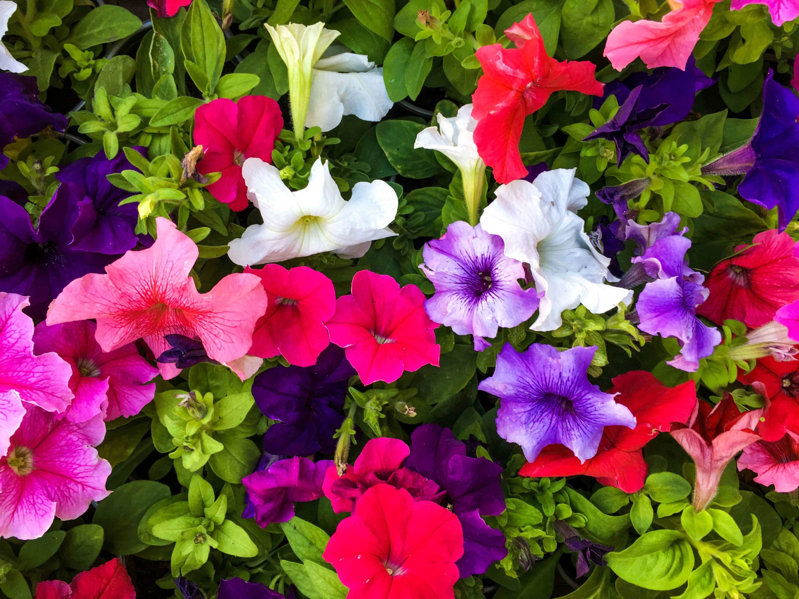 Variety of colorful petunias