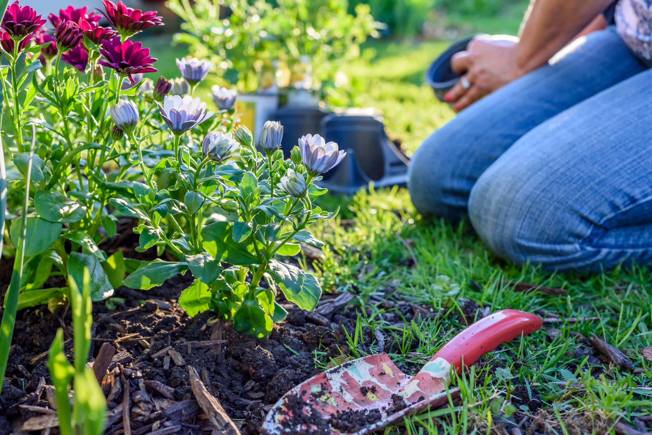 Gardener planting flowers