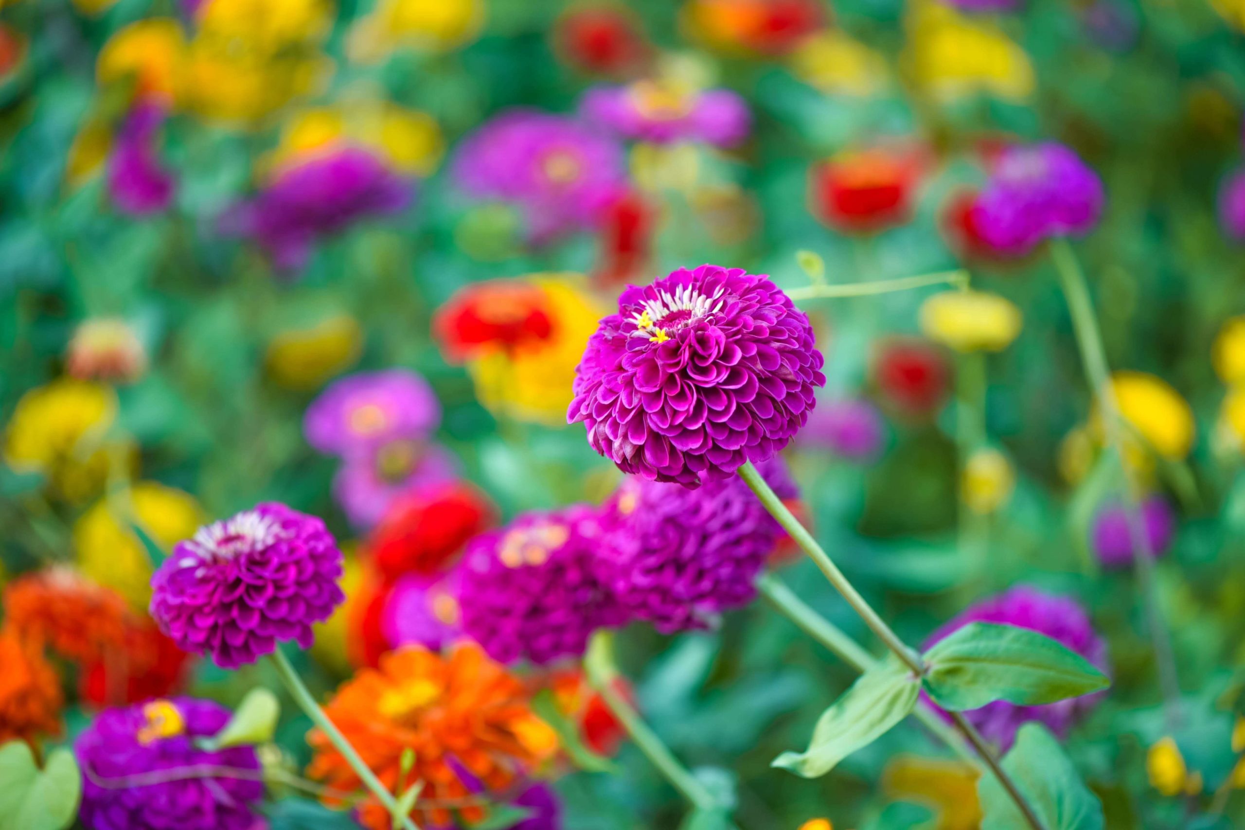 Assortment of colorful zinnias