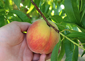 shenk family peaches