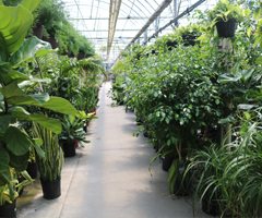 houseplants in lititz