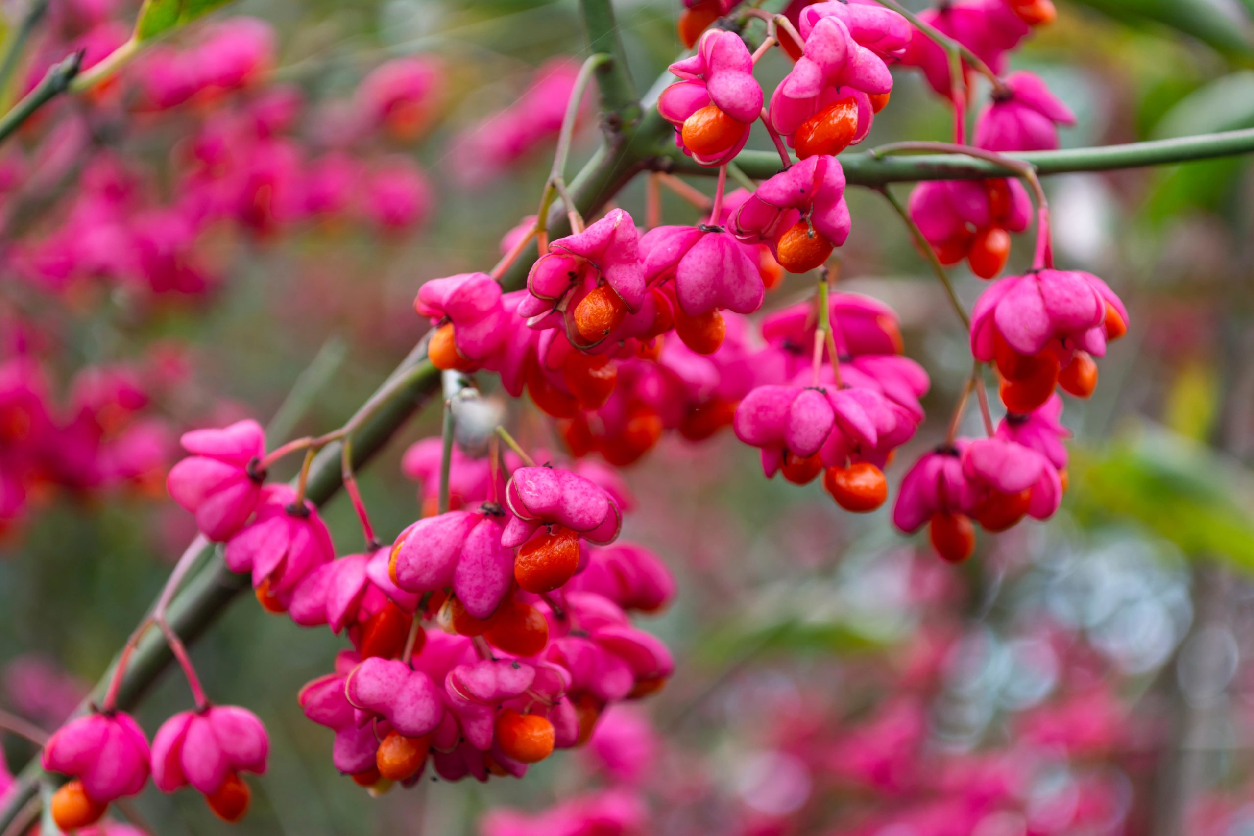 Red abd oubj Burning bush branch in full bloom in a garden.