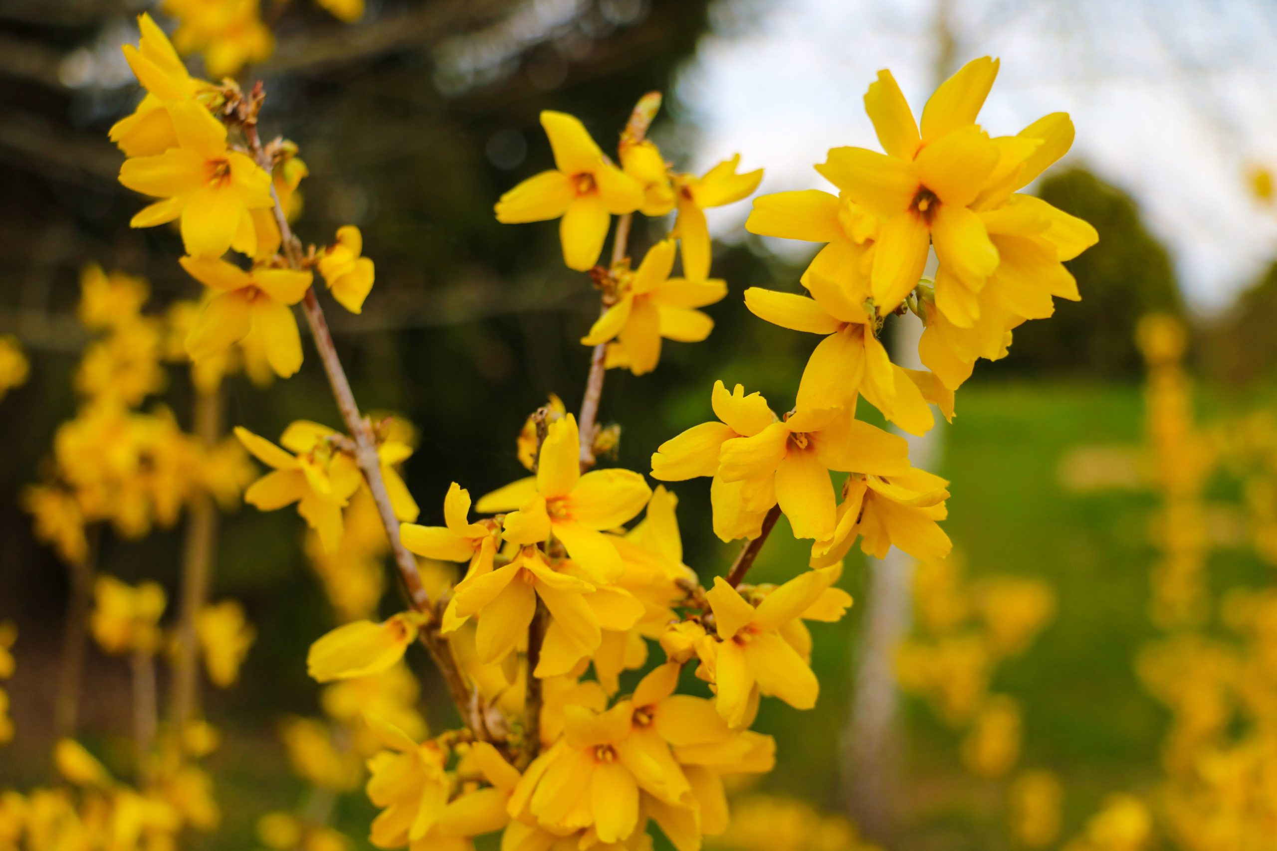 Forsythia flowers blooming.