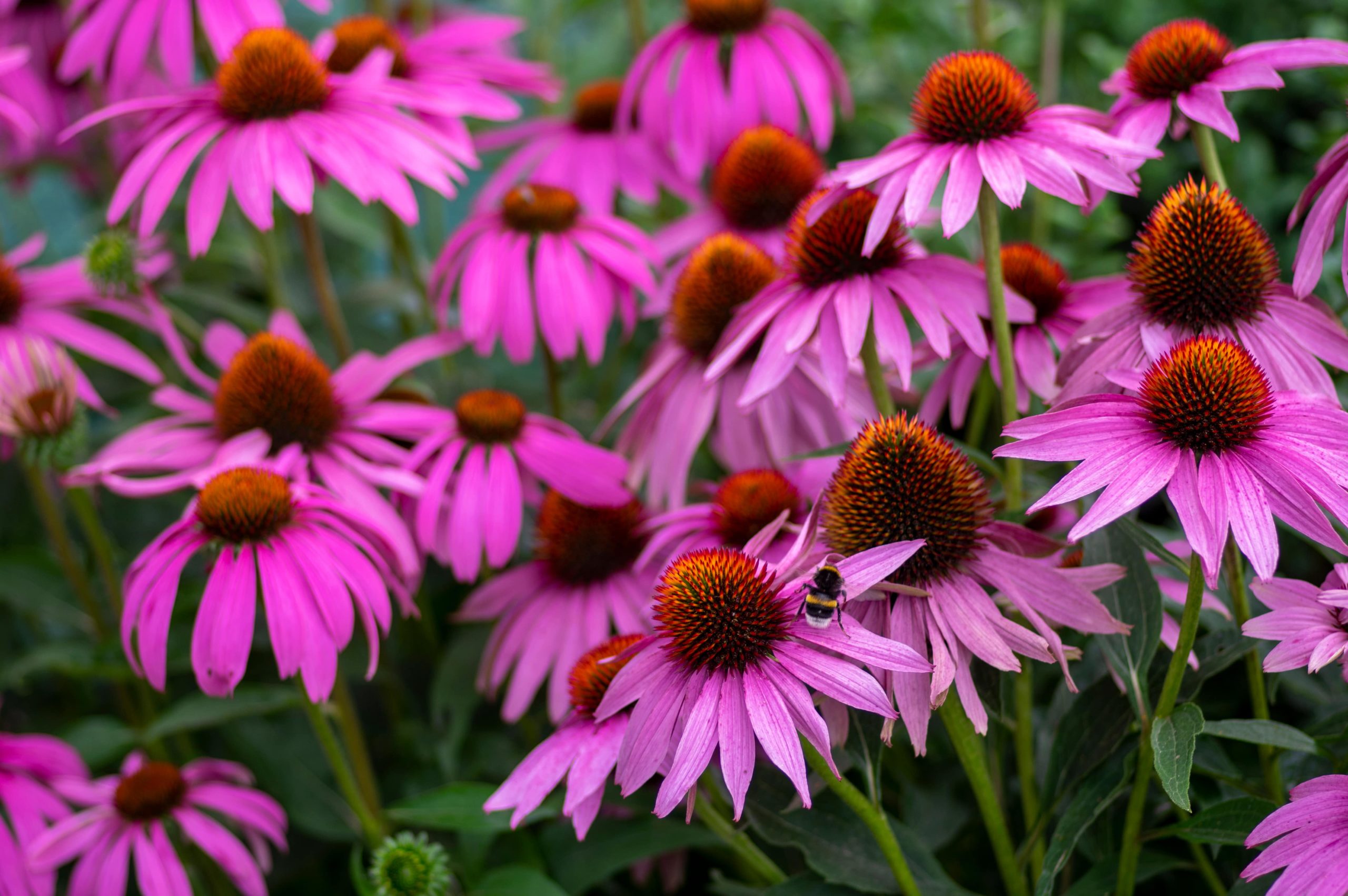 Echinacea