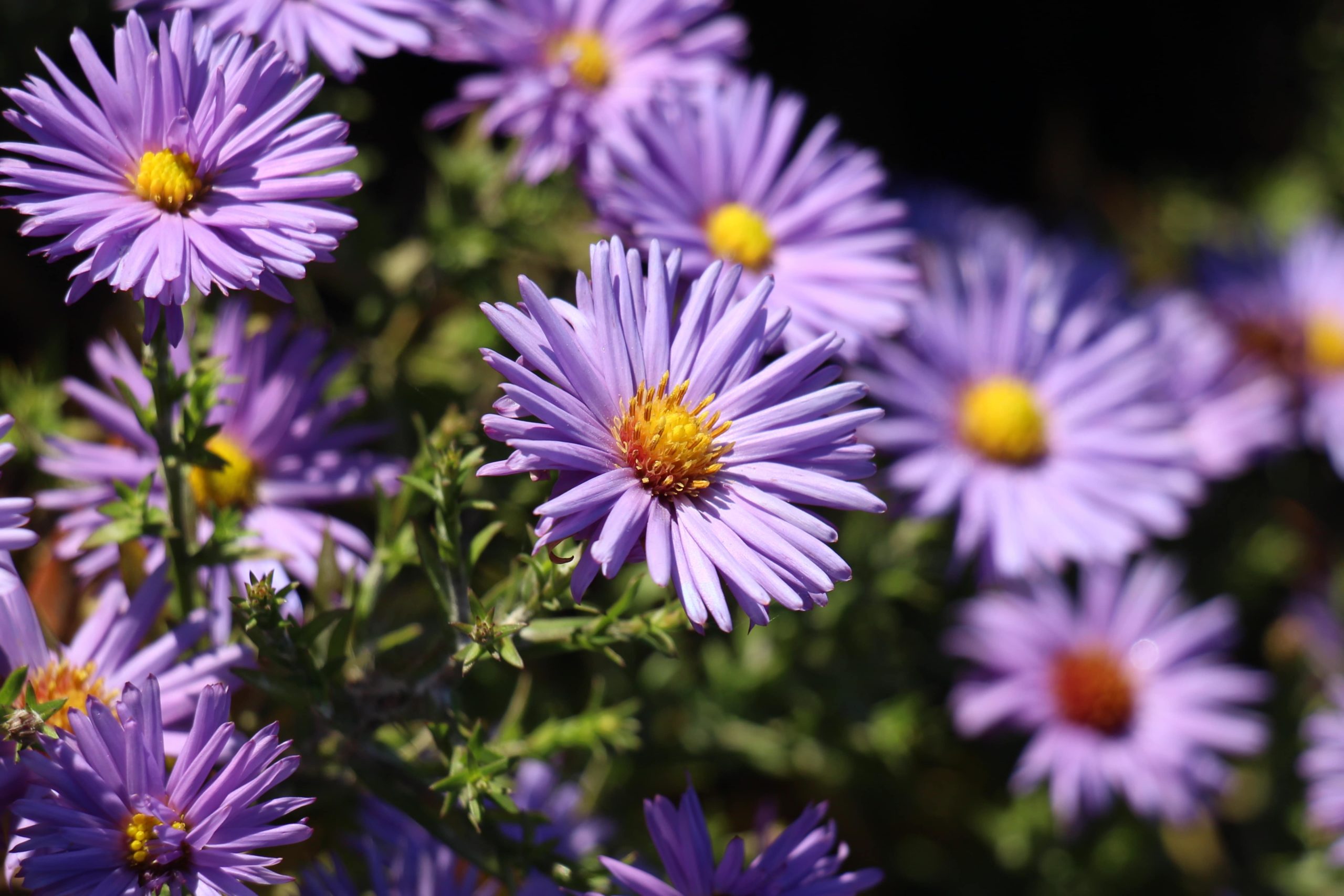 Purple Asters grownig in a garden.