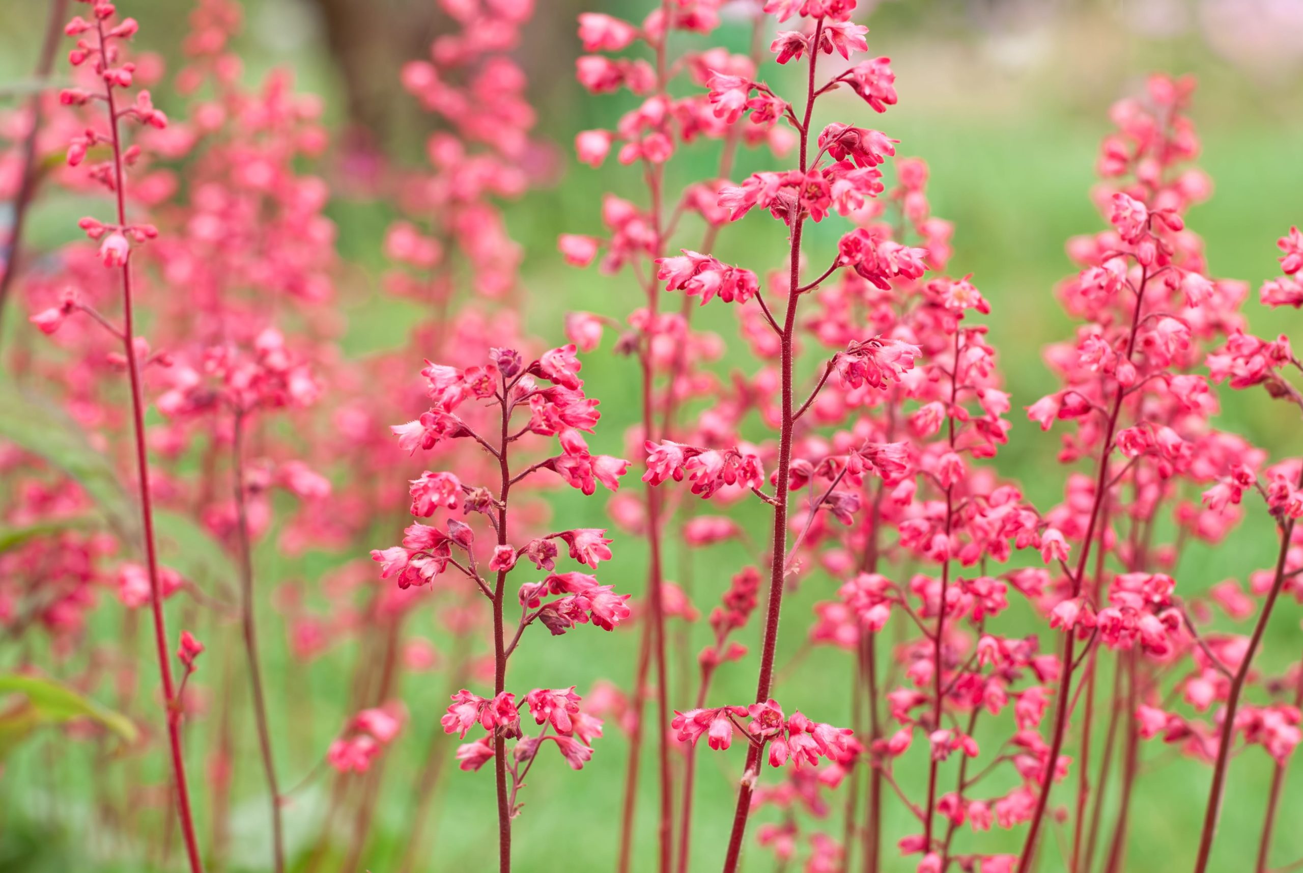 Heuchera or Coloar Bells growing in a garden. 