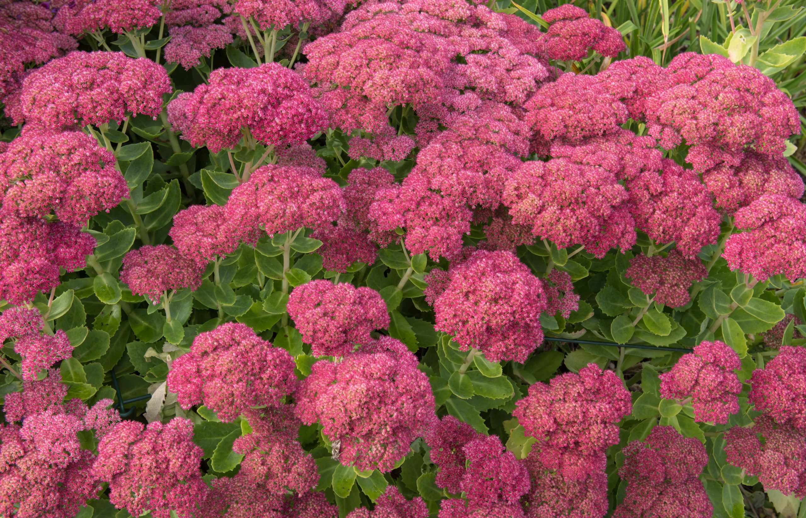 Pink-colored Sedum or Stonecrop growing in a garden.