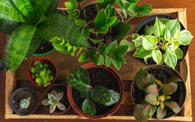 Assortment of indoor houseplants