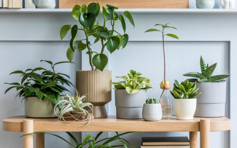 Variety of indoor plants on an indoor table.