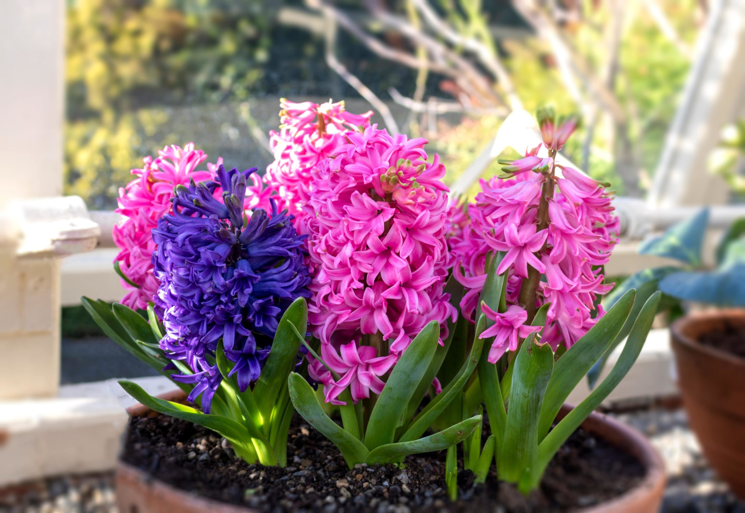 Indoor hyacinth bulb plant