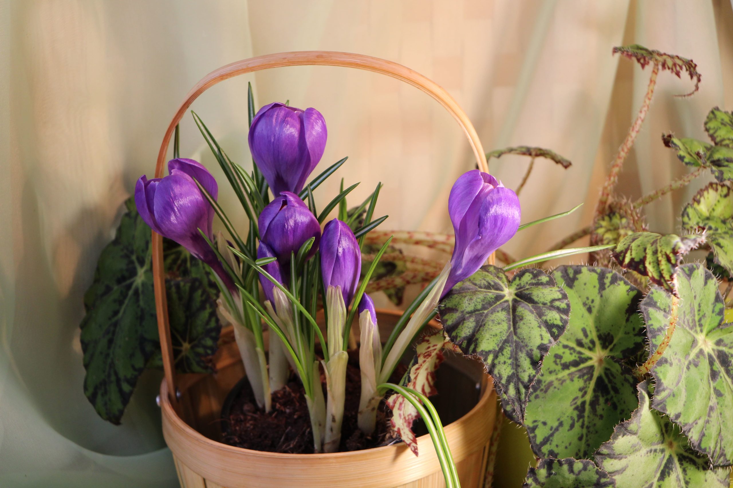 Indoor crocus plant bulbs