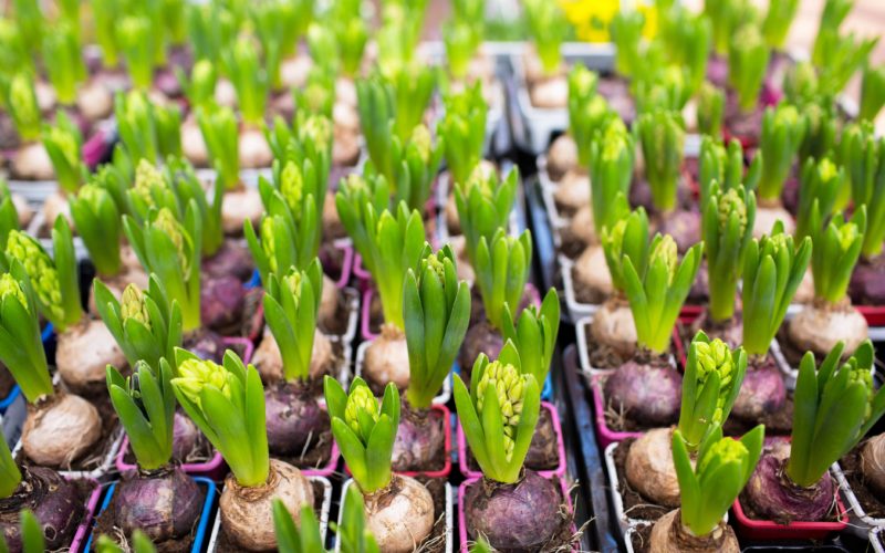 Indoor plant bulbs