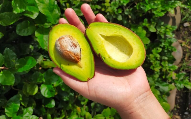 A hand holding a perfectly ripe avocado cut in half. They know how to pick ripe avocados.