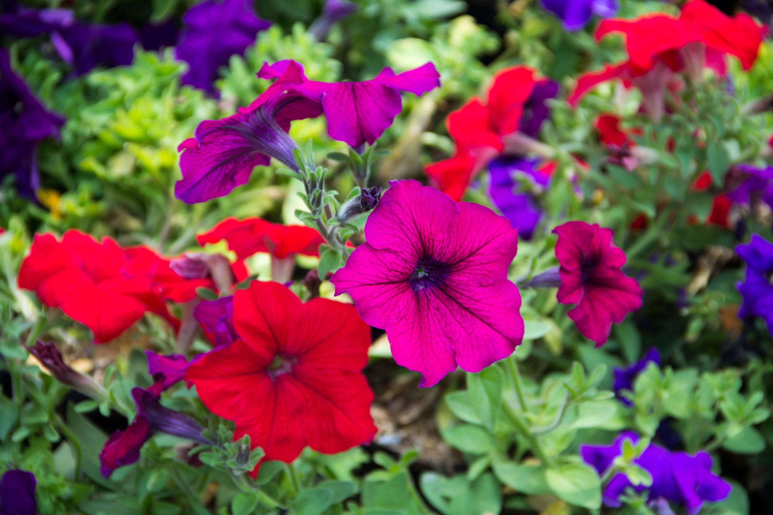 Petunia flowers