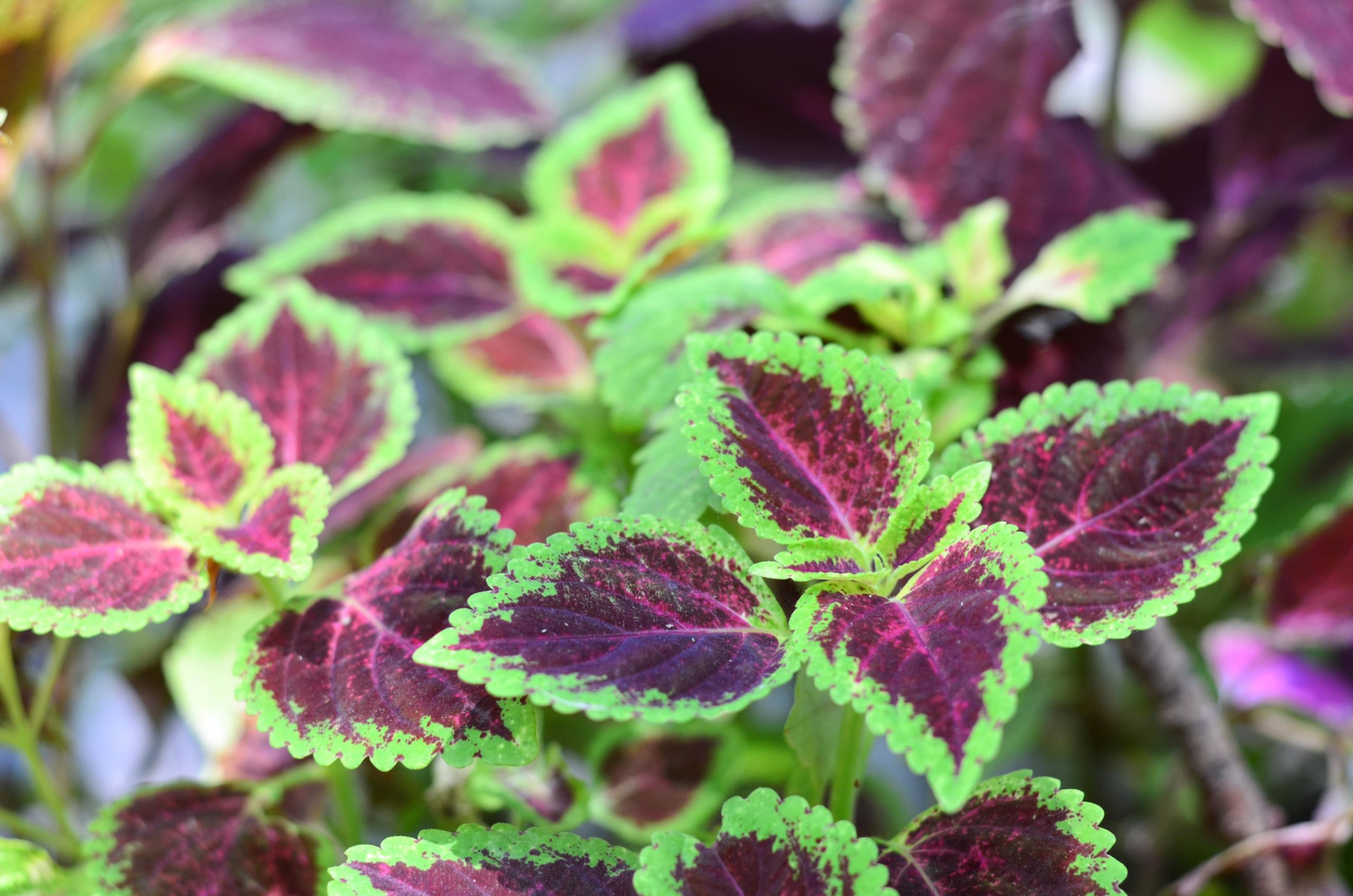 Sun coleus plant