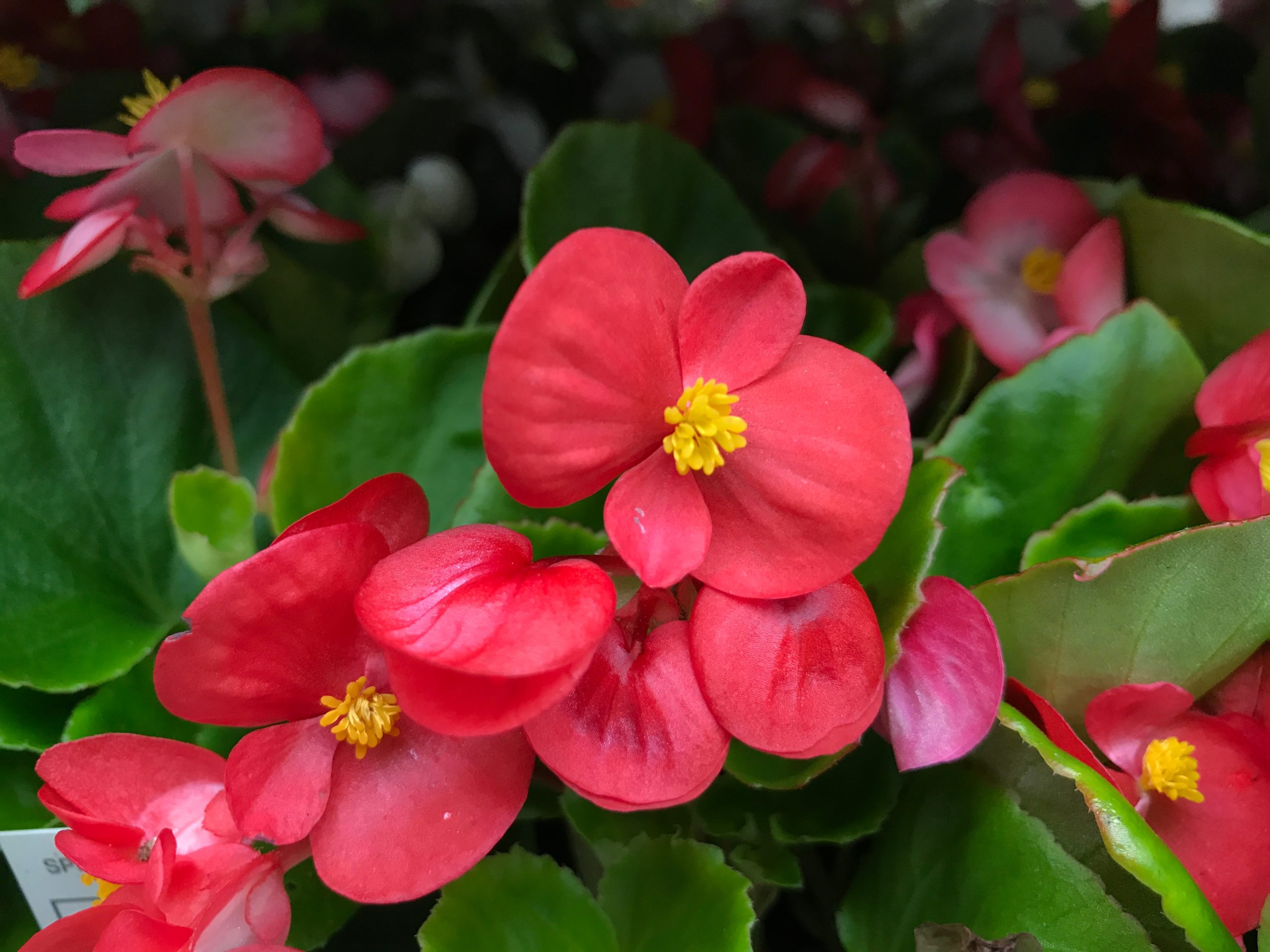 Begonia flowers