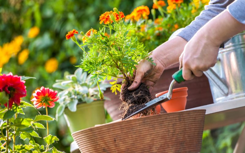 Gardener planting flowers