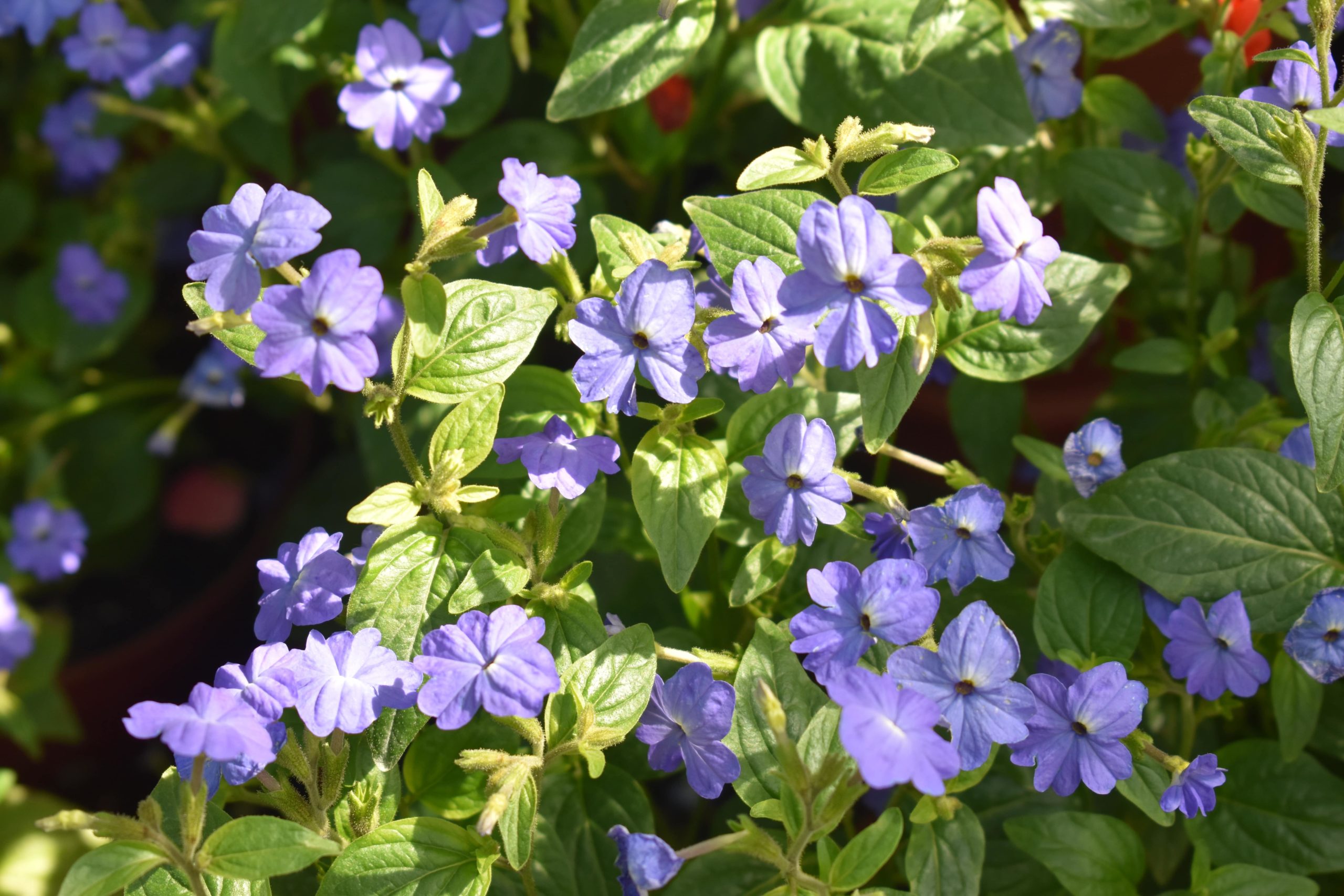 Browallia flowers