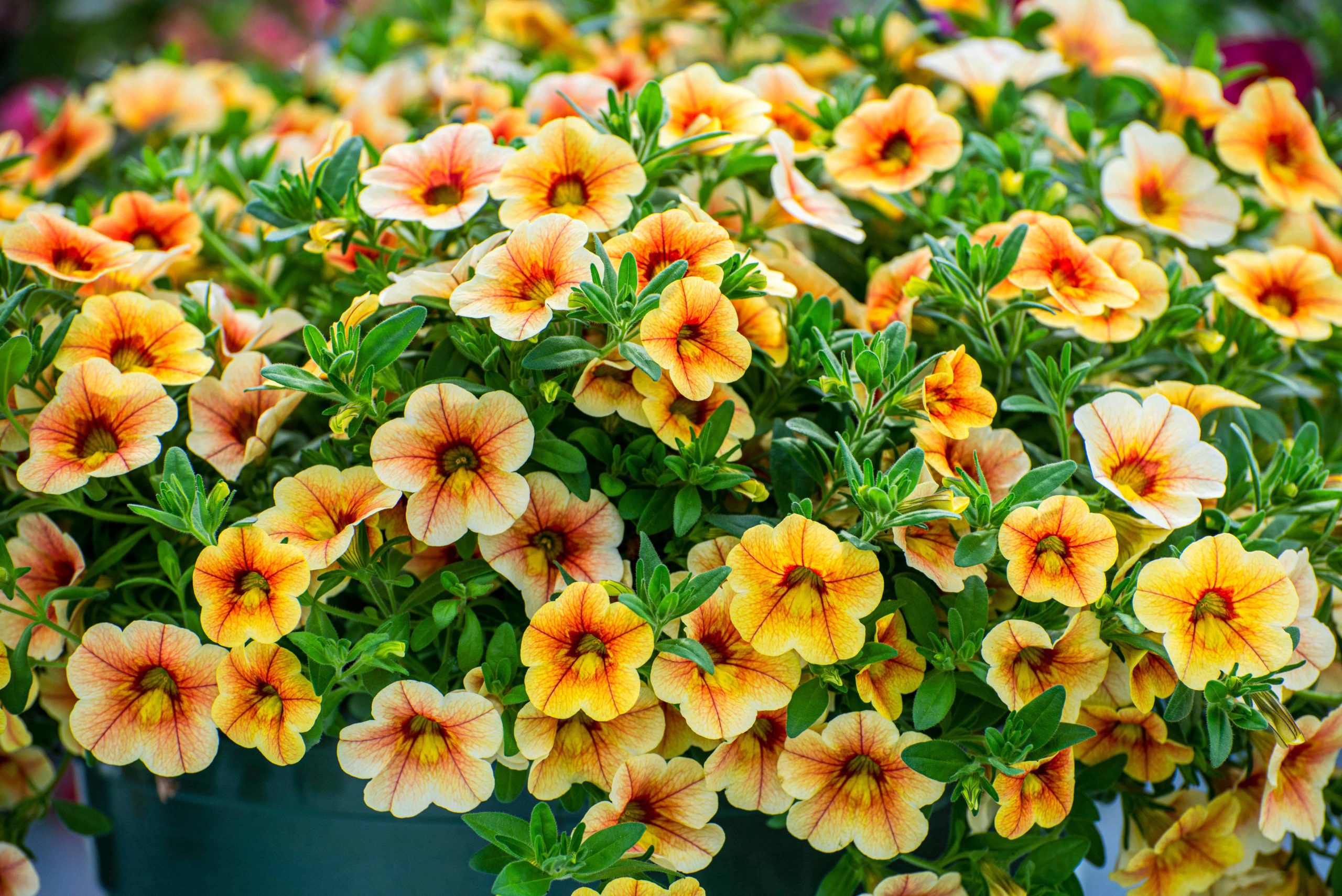 Calibrachoa flowers