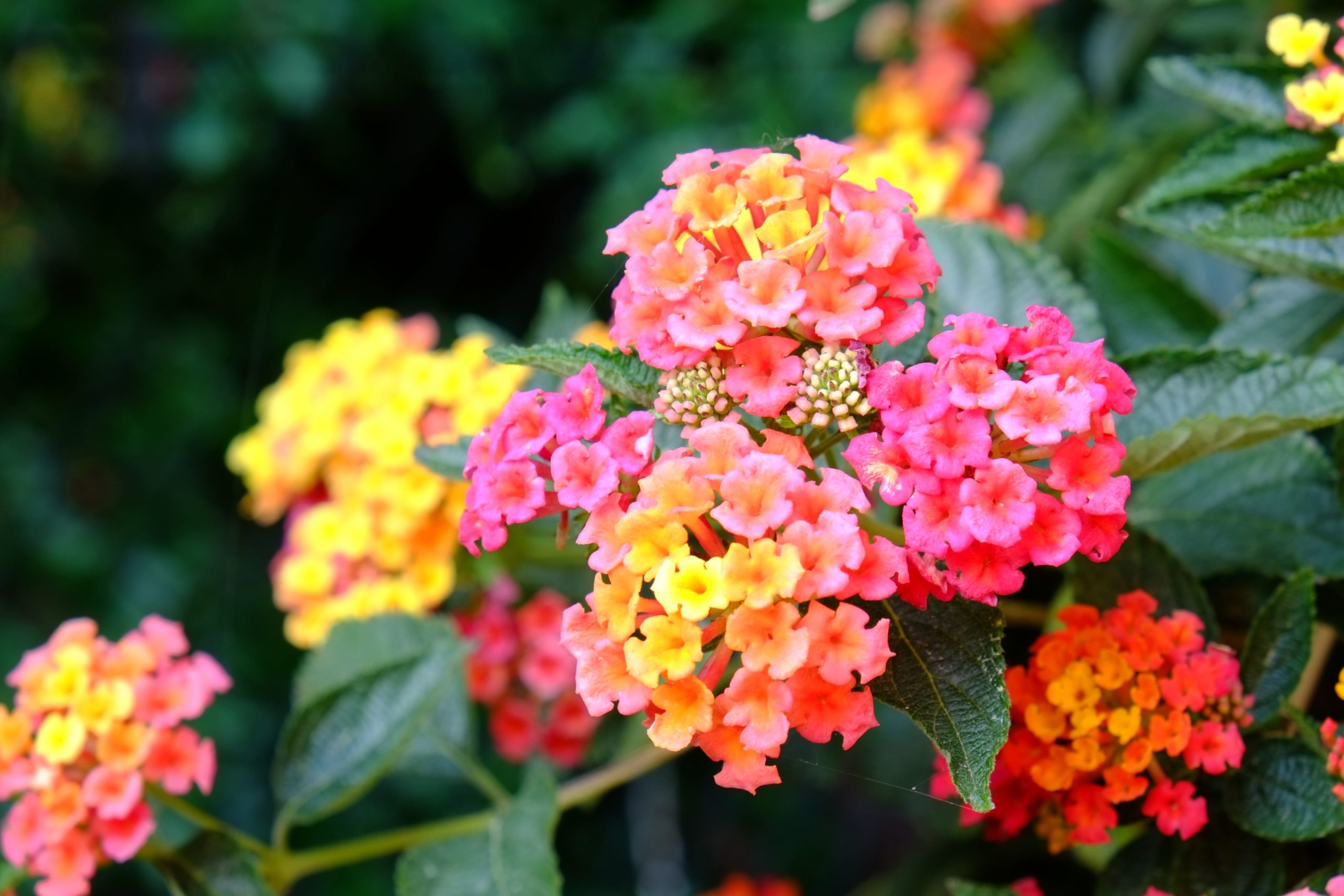 Lantana flowers