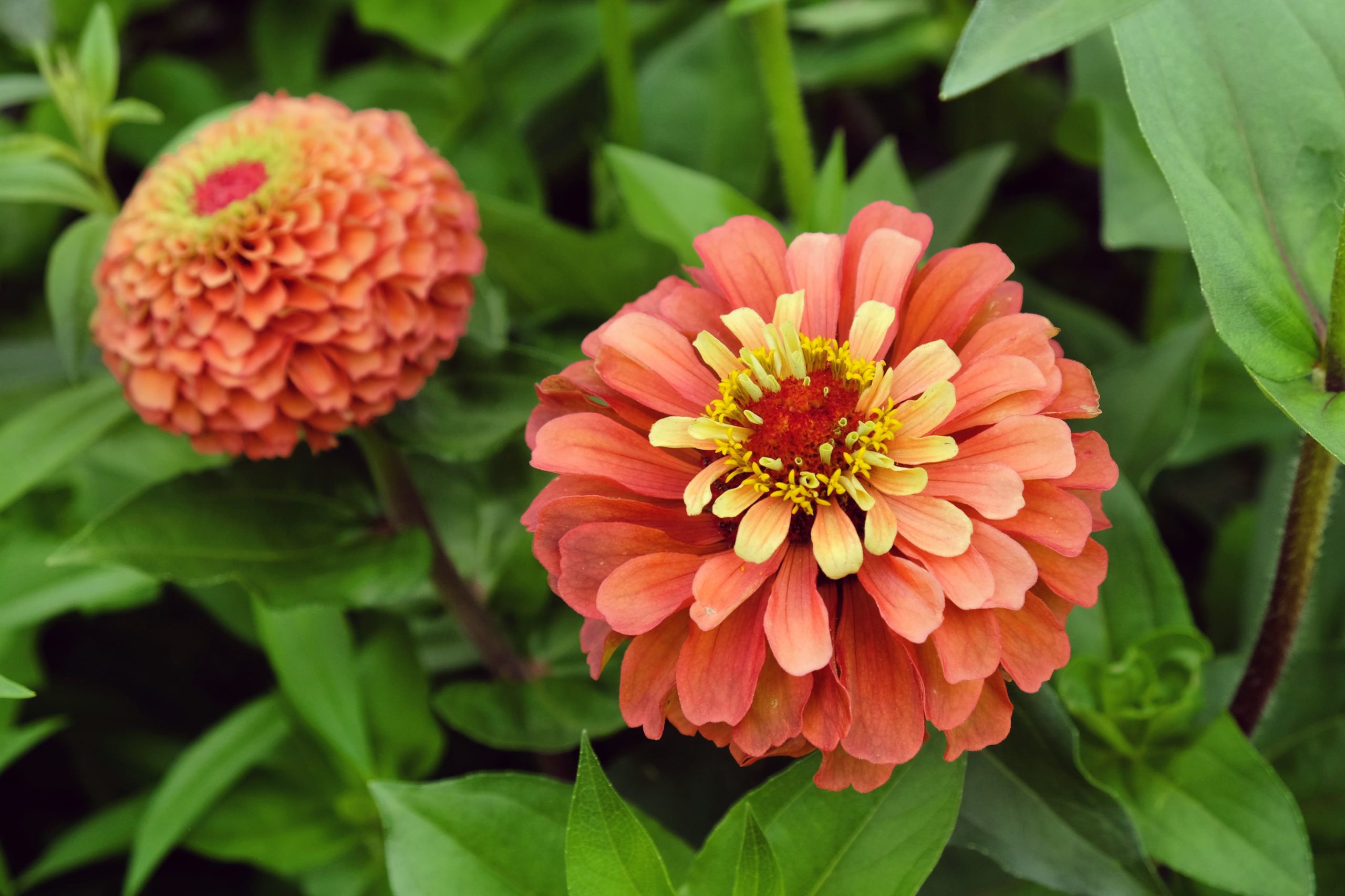 Zinnia flowers