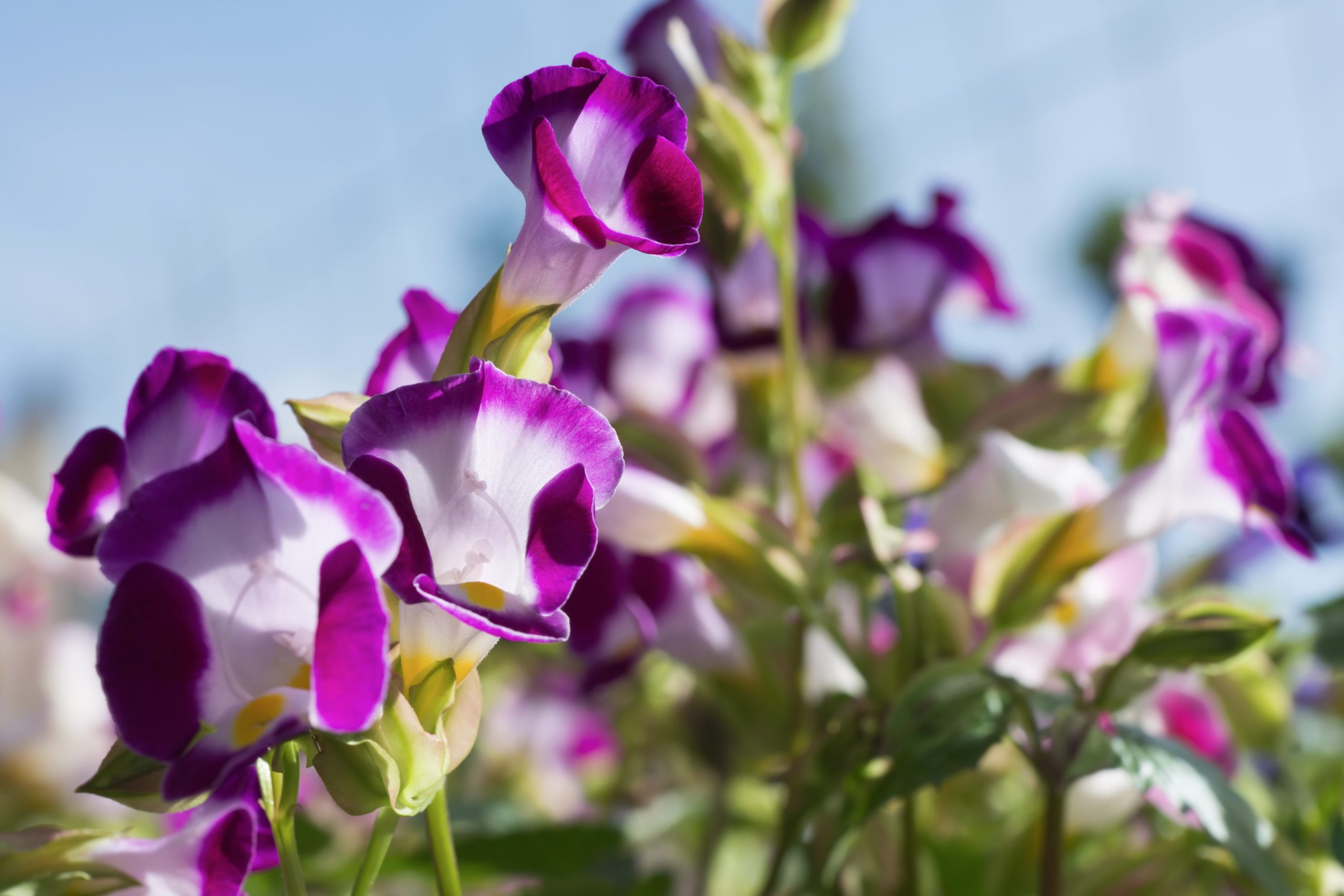 Torenia flowers