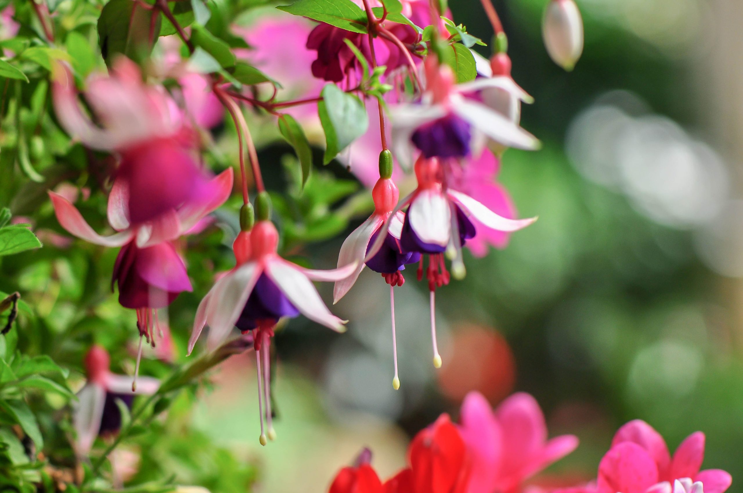 Fuschia flowers