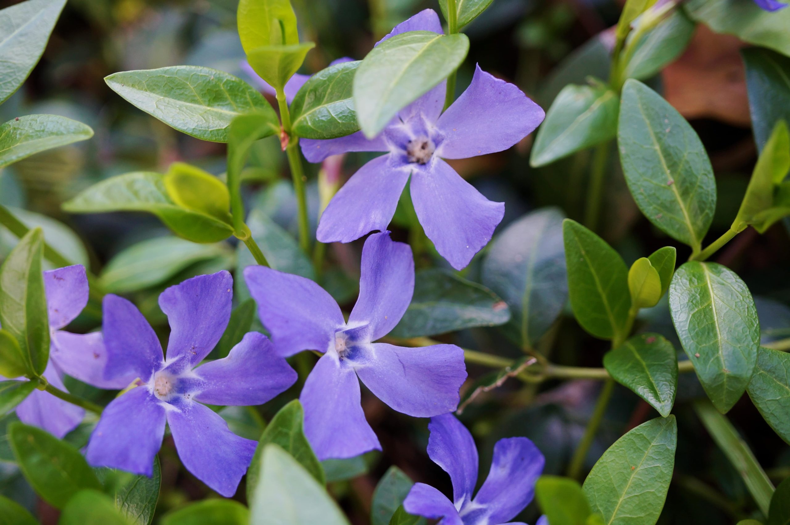 Vinca flowers