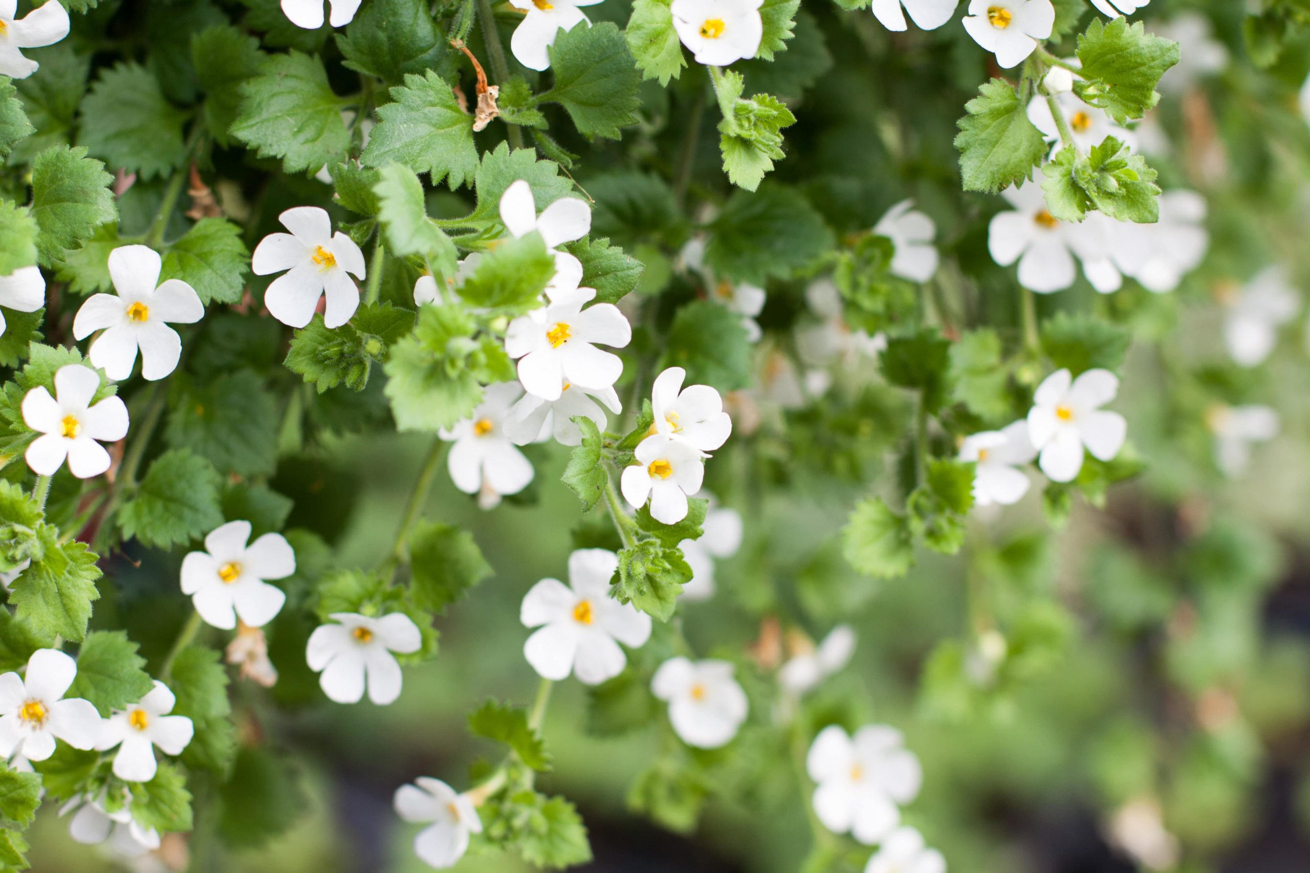 Bacopa flowers