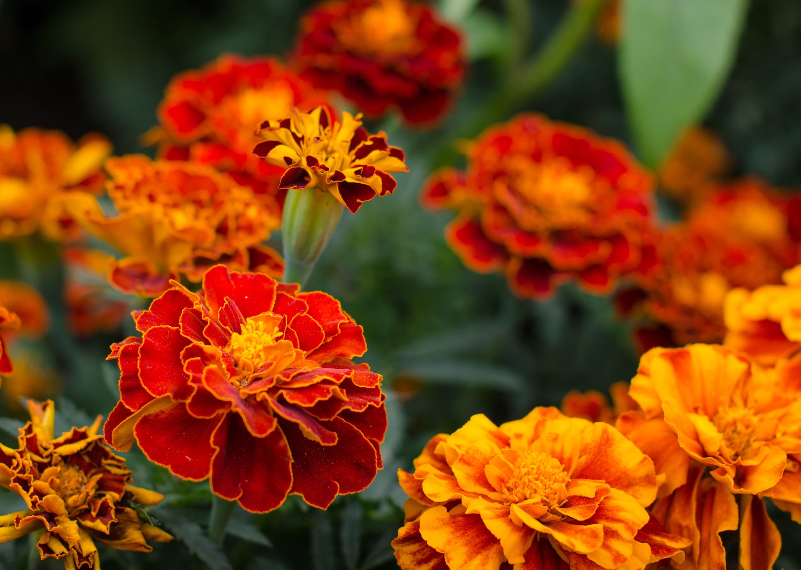 Marigold flowers