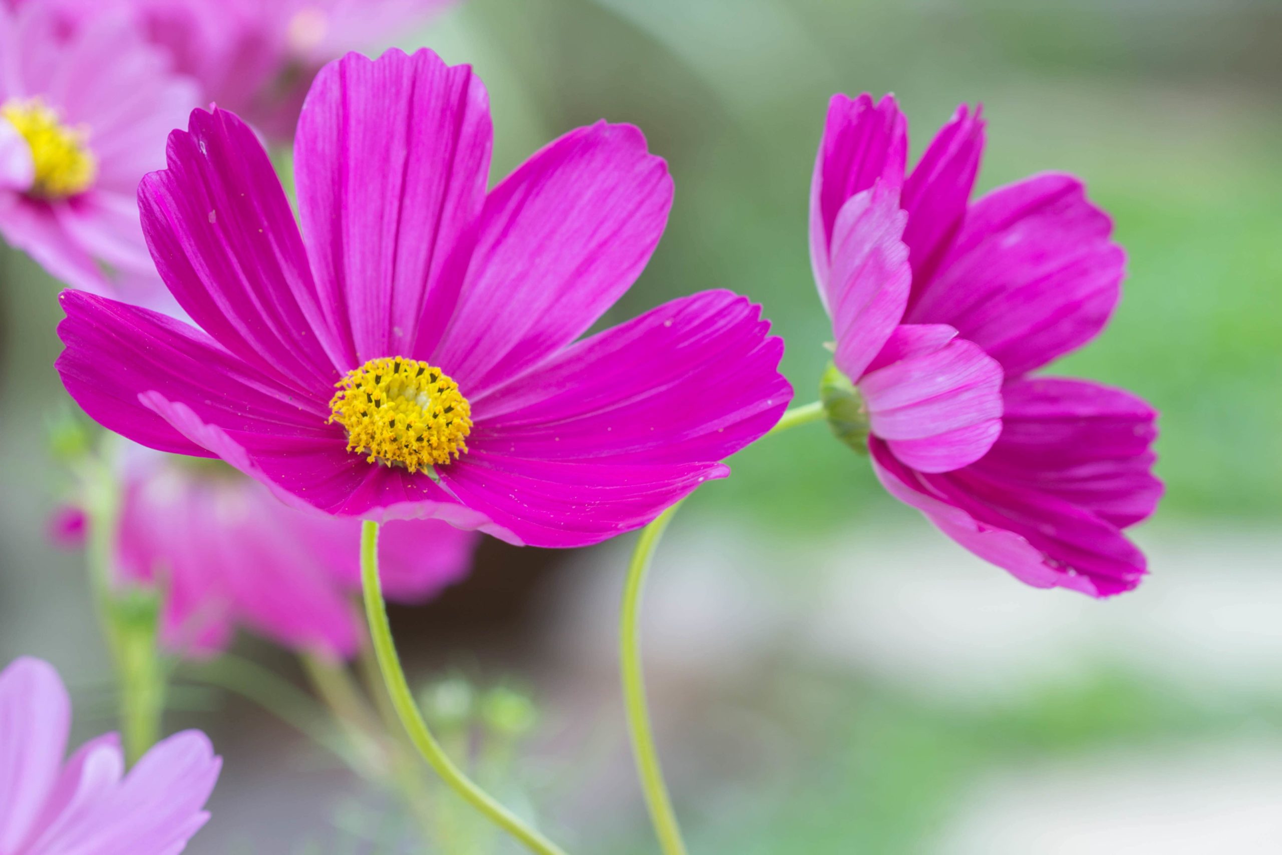 Cosmos flowers