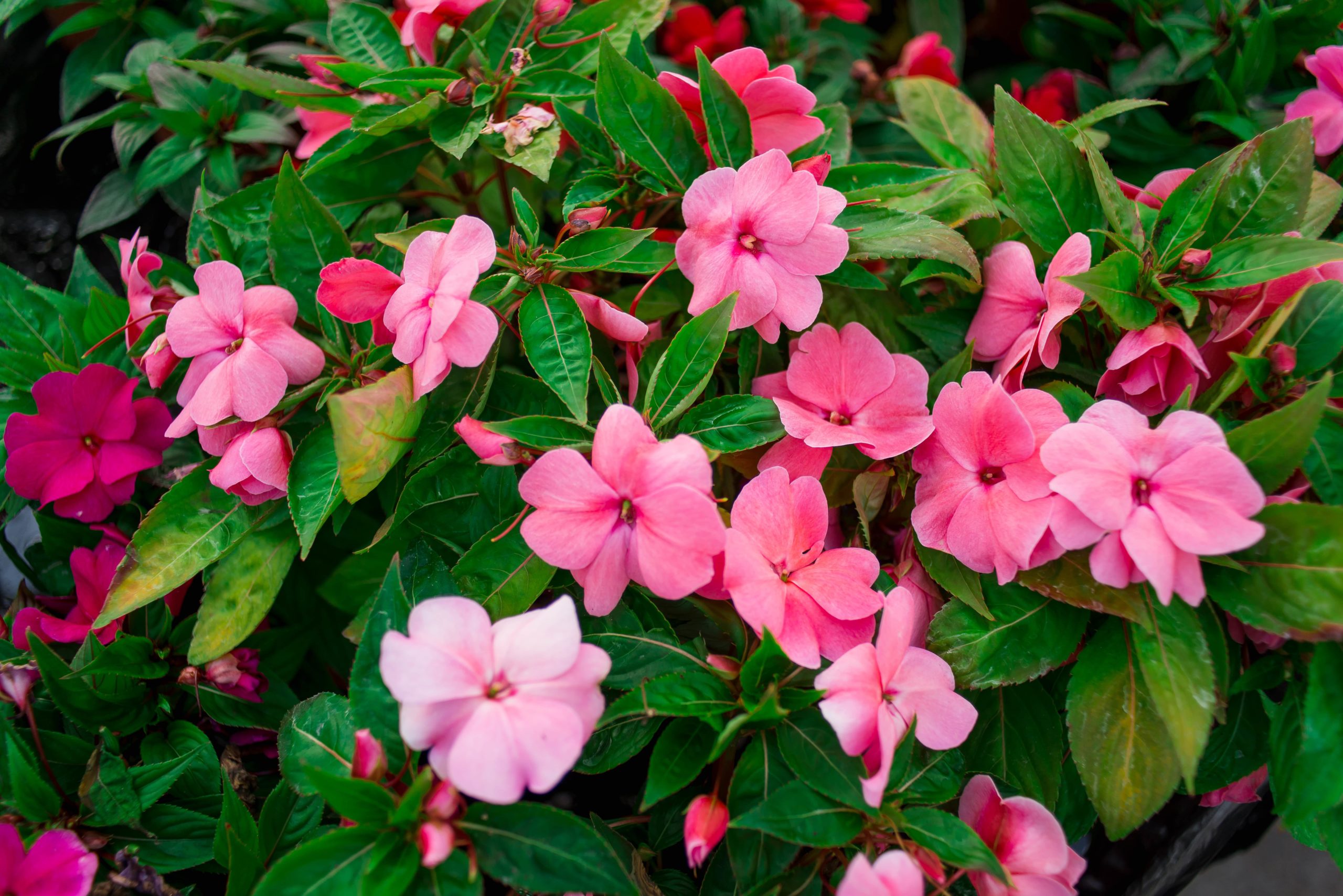 Beacon impatiens flowers