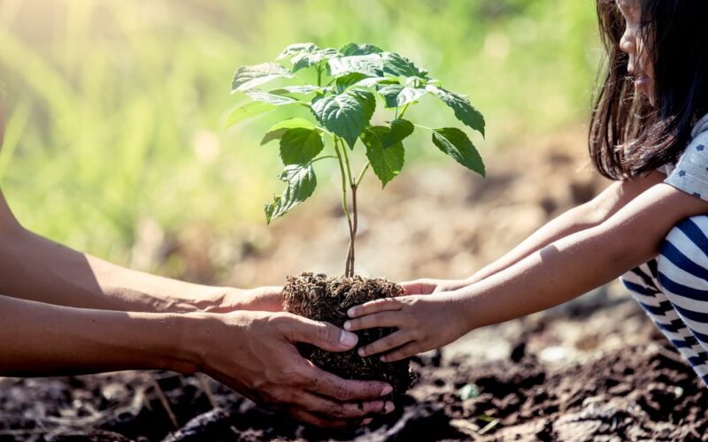 A girl learns how to plant a tree step by step by first planting a young tree in the ground with her mother.