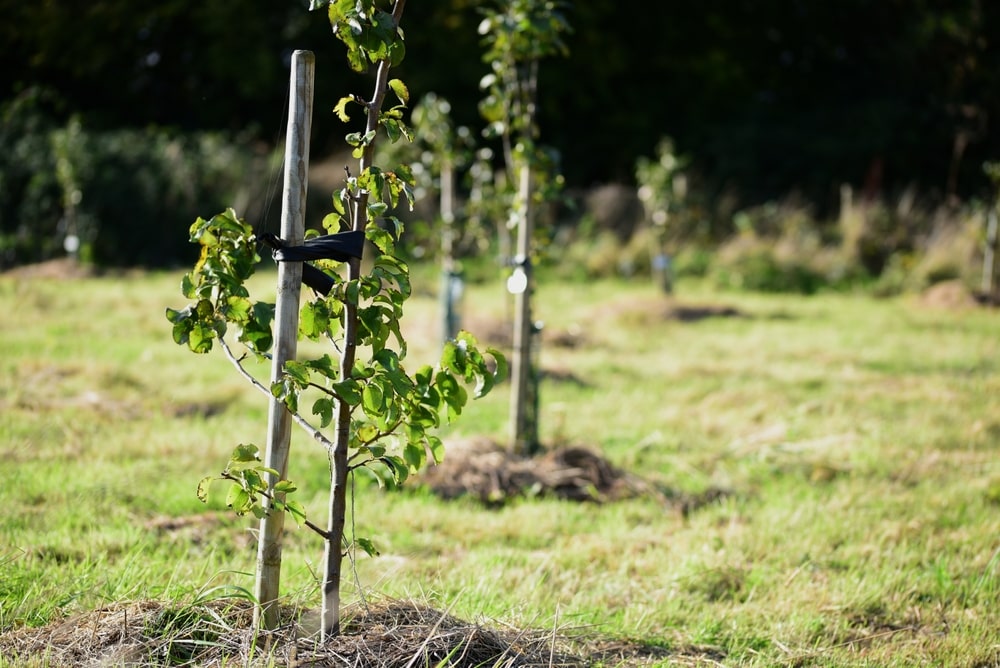 A young tree grows next to a plant support stake.